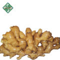 chinese fresh ginger 150g products bulk fresh ginger